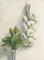 Garlic, laurel. 40x30 cm. • private coll.